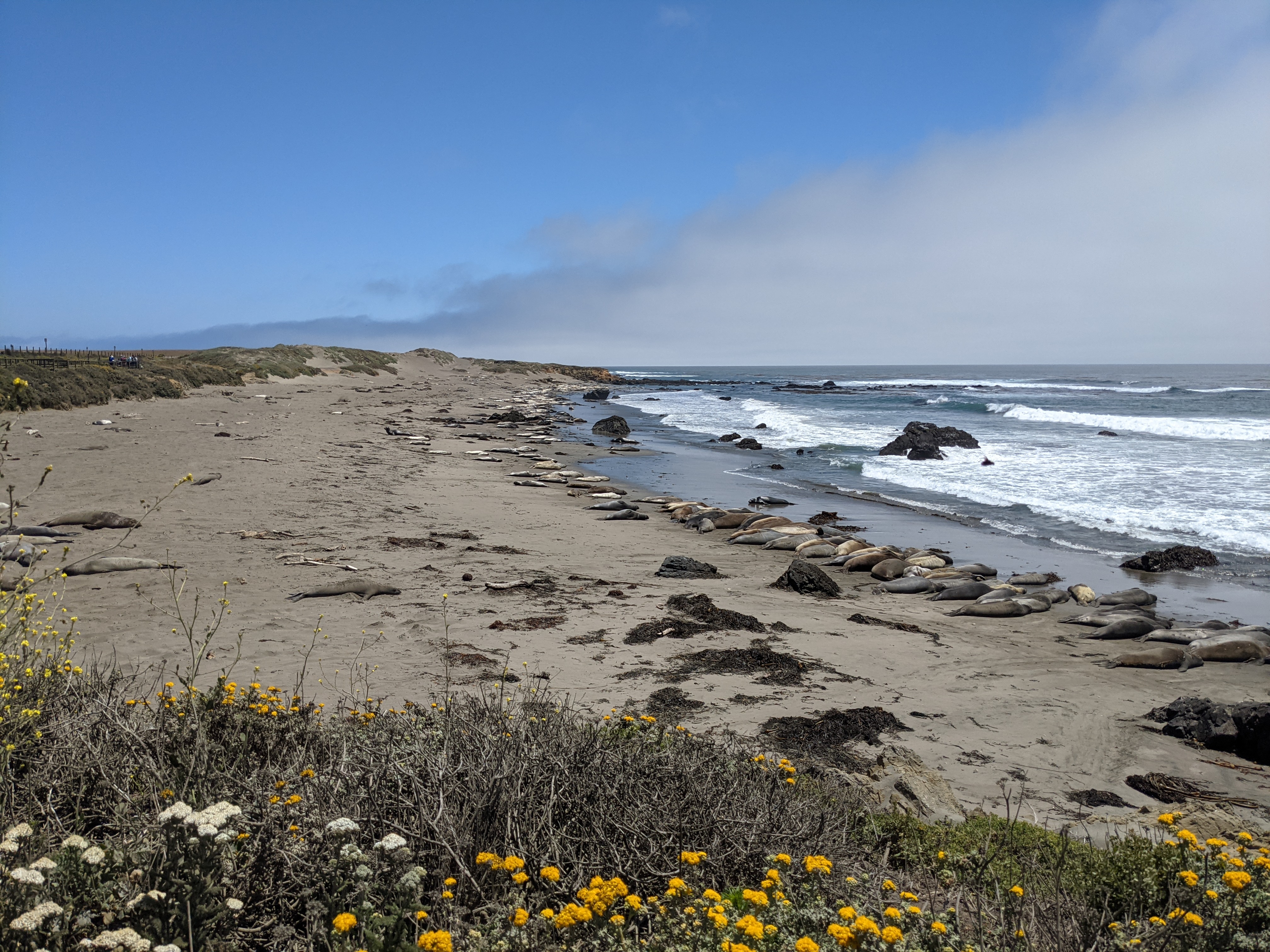 Elephant seals on the beach near Santa Barbara